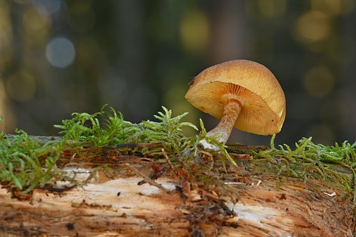 Elevate Your Health and Immunity Naturally with Mushroom Supplements