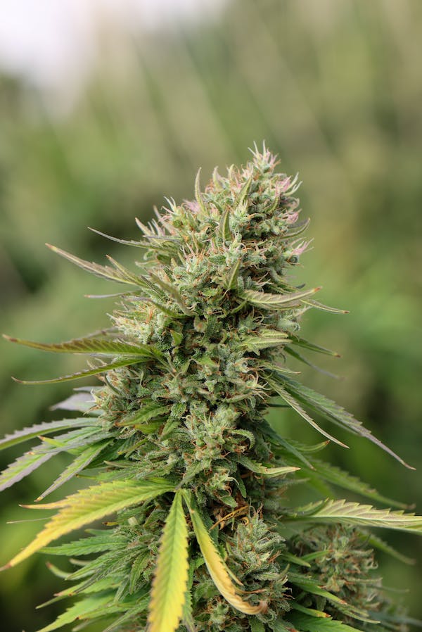 Best cannabis strains with seeds